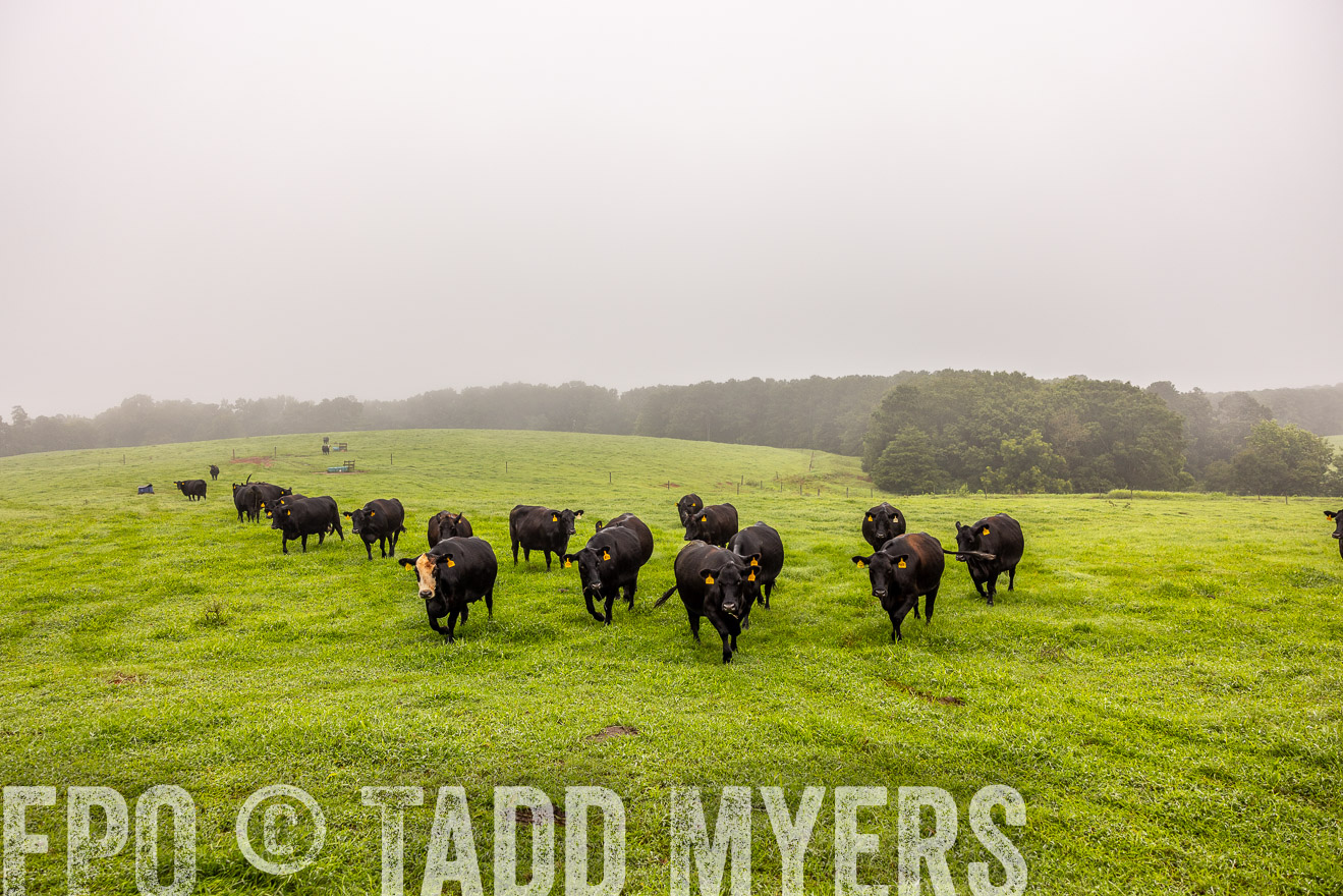 TMyers_PP_SleepyCreekFarm_Forsyth_July2024-515288
