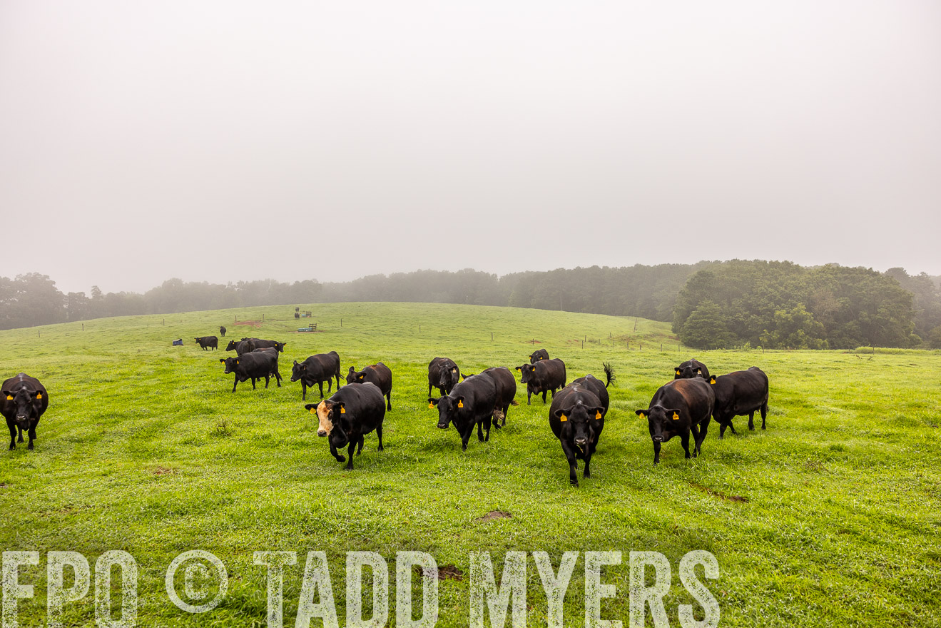 TMyers_PP_SleepyCreekFarm_Forsyth_July2024-515297