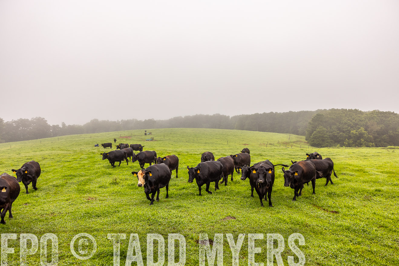 TMyers_PP_SleepyCreekFarm_Forsyth_July2024-515304