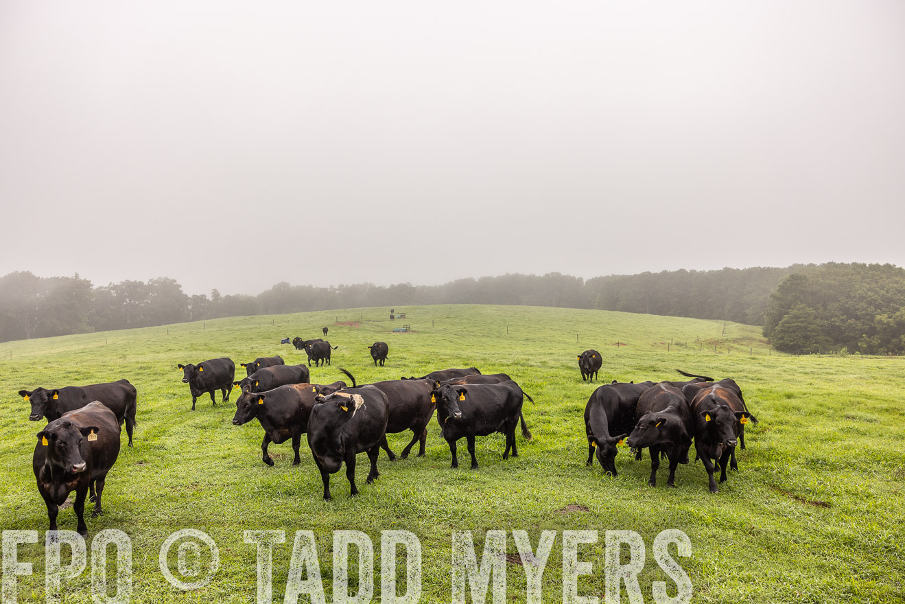 TMyers_PP_SleepyCreekFarm_Forsyth_July2024-515332
