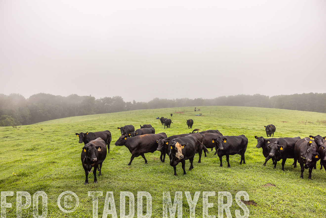 TMyers_PP_SleepyCreekFarm_Forsyth_July2024-515341