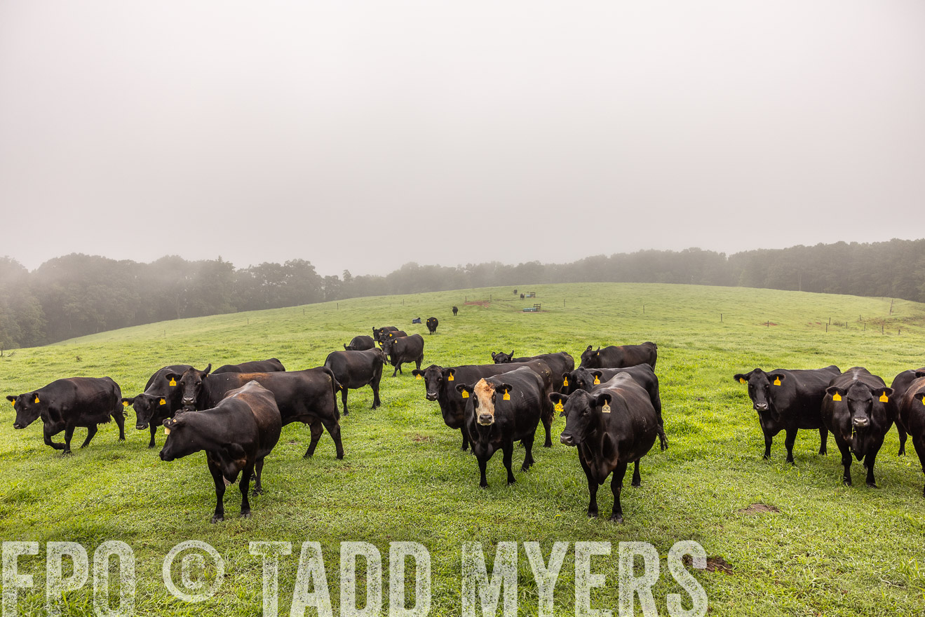 TMyers_PP_SleepyCreekFarm_Forsyth_July2024-515358