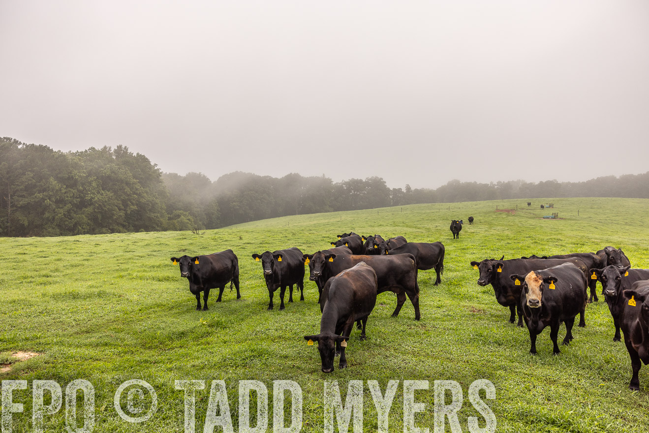TMyers_PP_SleepyCreekFarm_Forsyth_July2024-515362