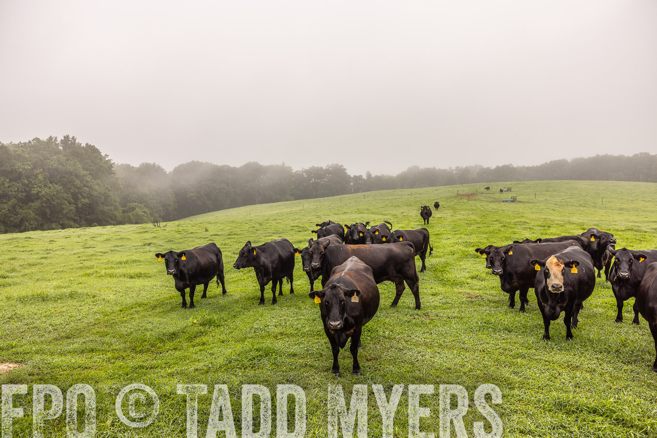 TMyers_PP_SleepyCreekFarm_Forsyth_July2024-515366