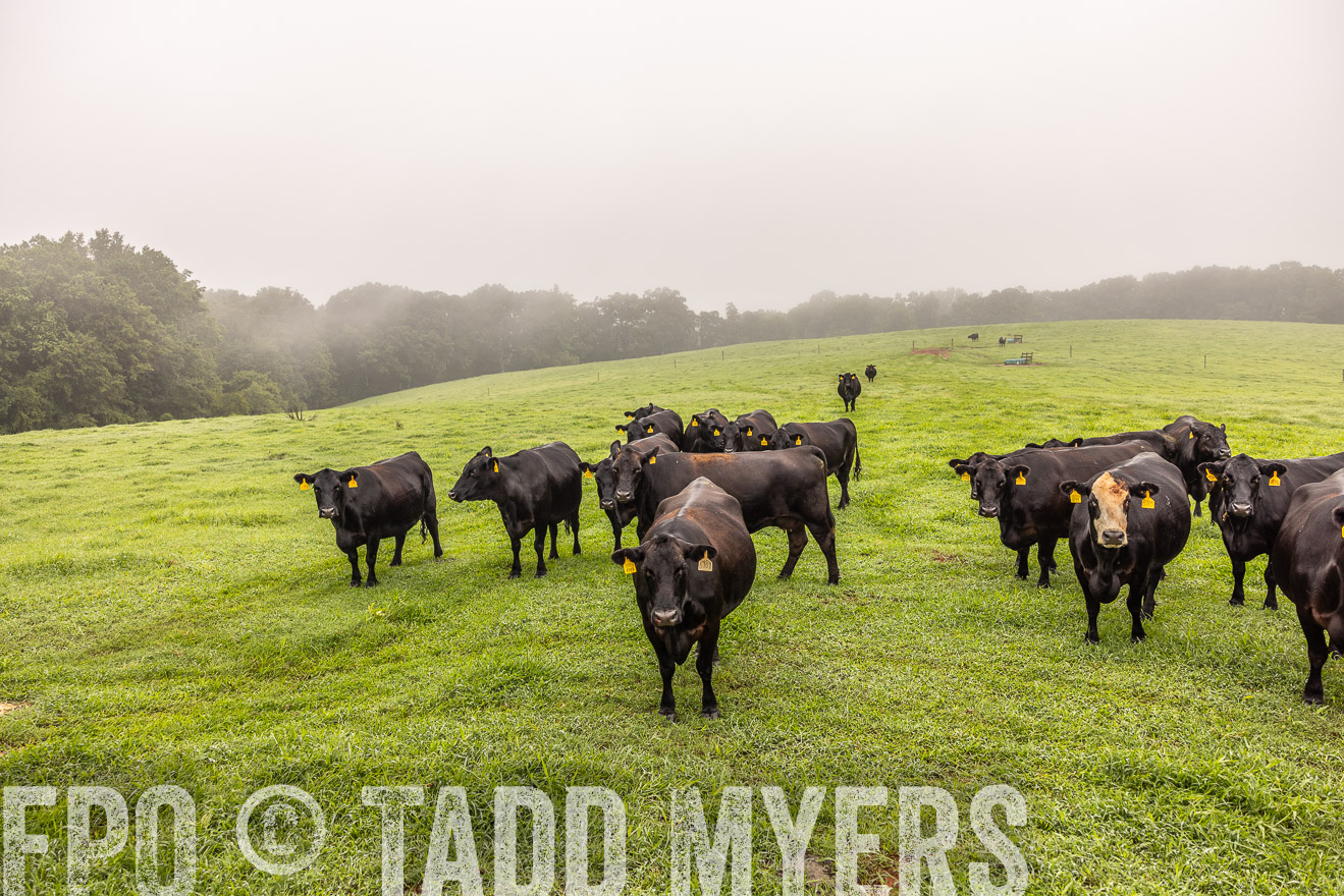 TMyers_PP_SleepyCreekFarm_Forsyth_July2024-515370