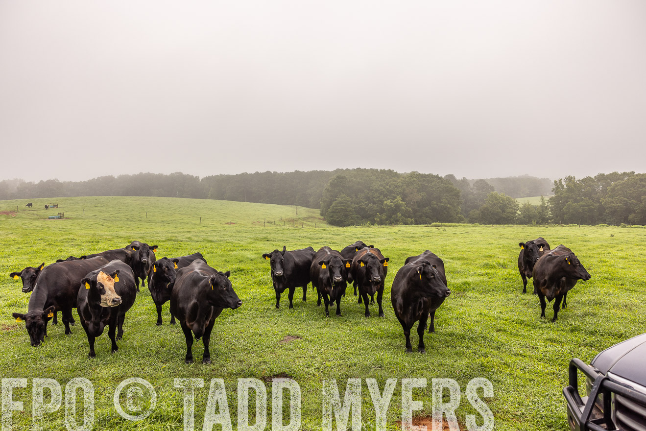 TMyers_PP_SleepyCreekFarm_Forsyth_July2024-515378