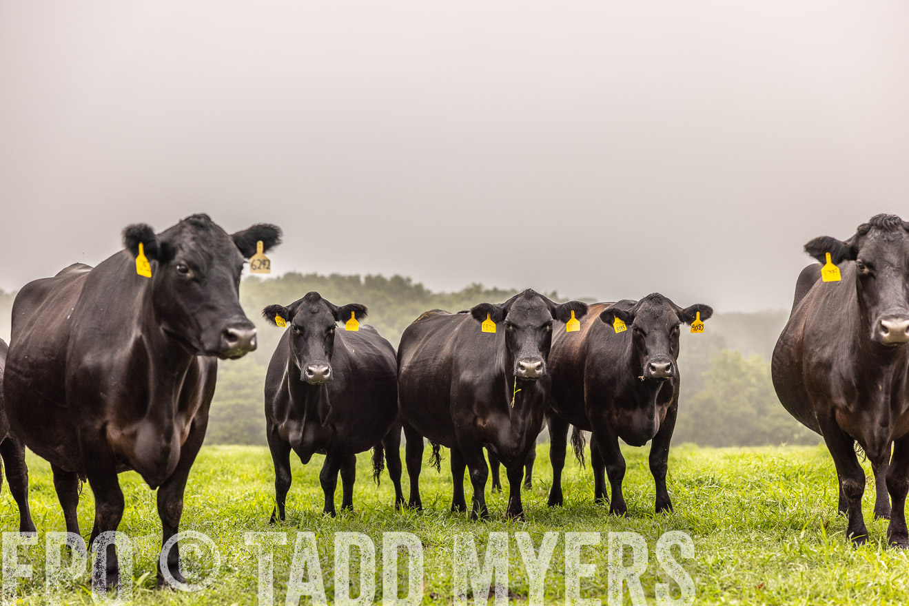 TMyers_PP_SleepyCreekFarm_Forsyth_July2024-515395