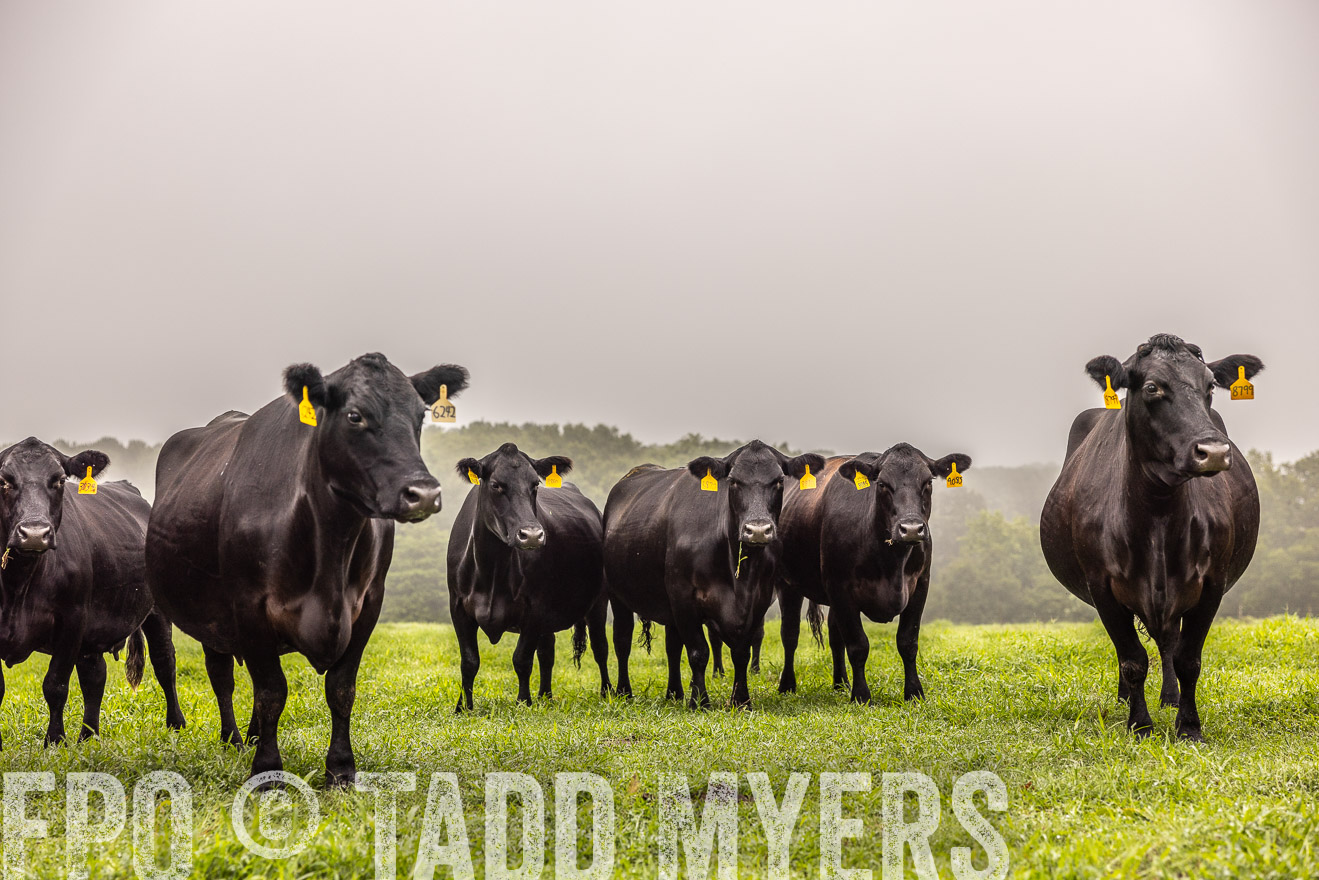 TMyers_PP_SleepyCreekFarm_Forsyth_July2024-515410