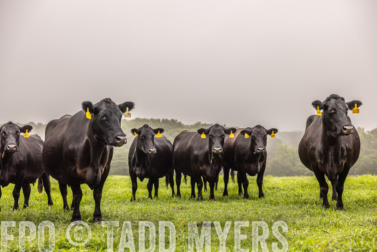 TMyers_PP_SleepyCreekFarm_Forsyth_July2024-515417