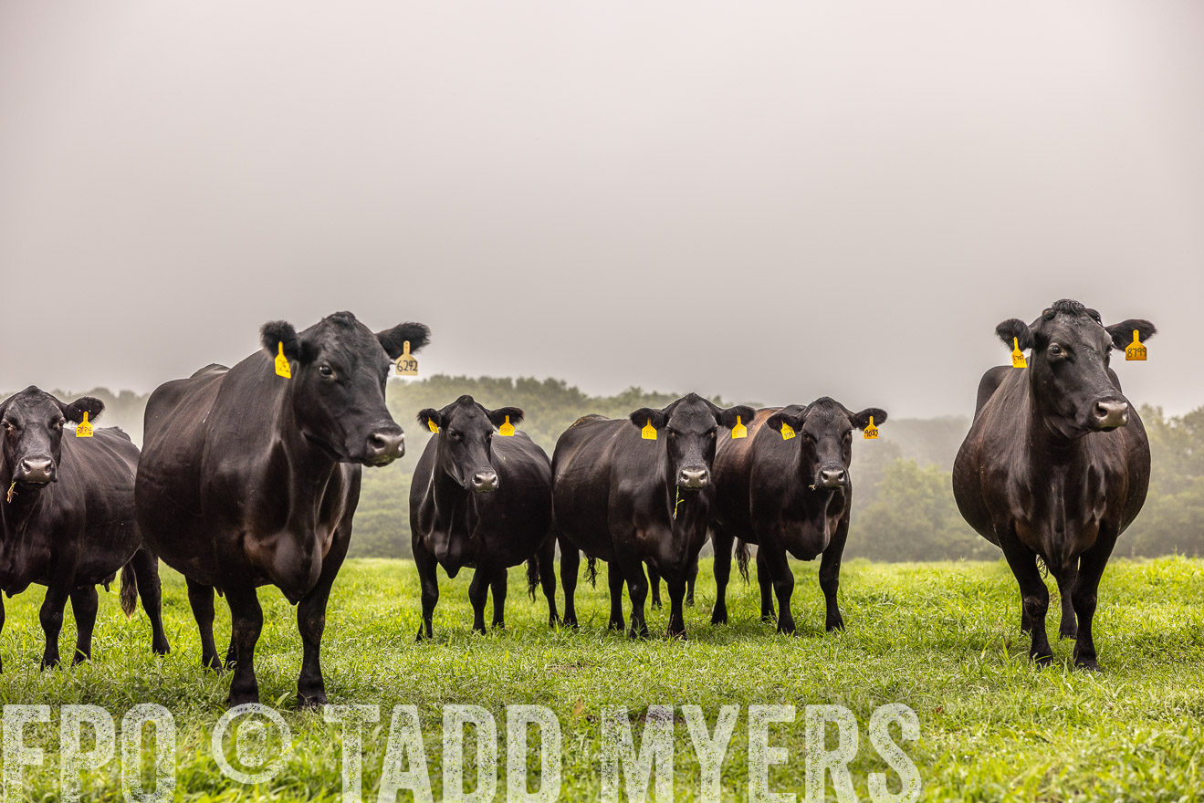 TMyers_PP_SleepyCreekFarm_Forsyth_July2024-515418