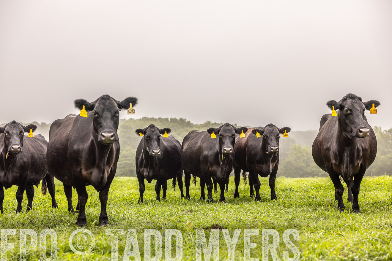 TMyers_PP_SleepyCreekFarm_Forsyth_July2024-515423