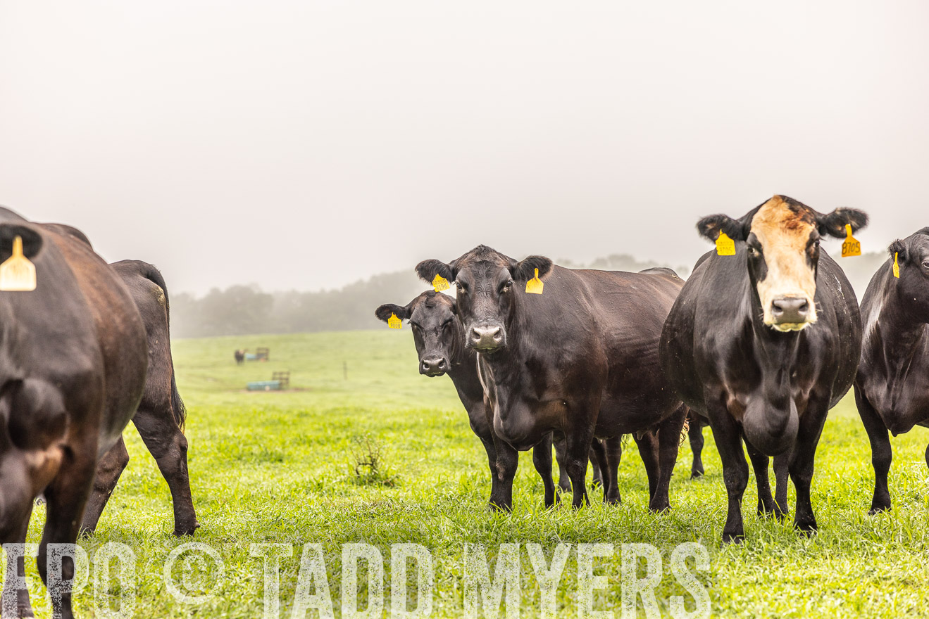 TMyers_PP_SleepyCreekFarm_Forsyth_July2024-515428