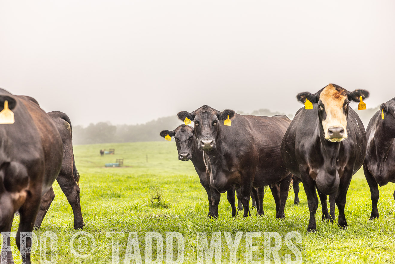 TMyers_PP_SleepyCreekFarm_Forsyth_July2024-515429