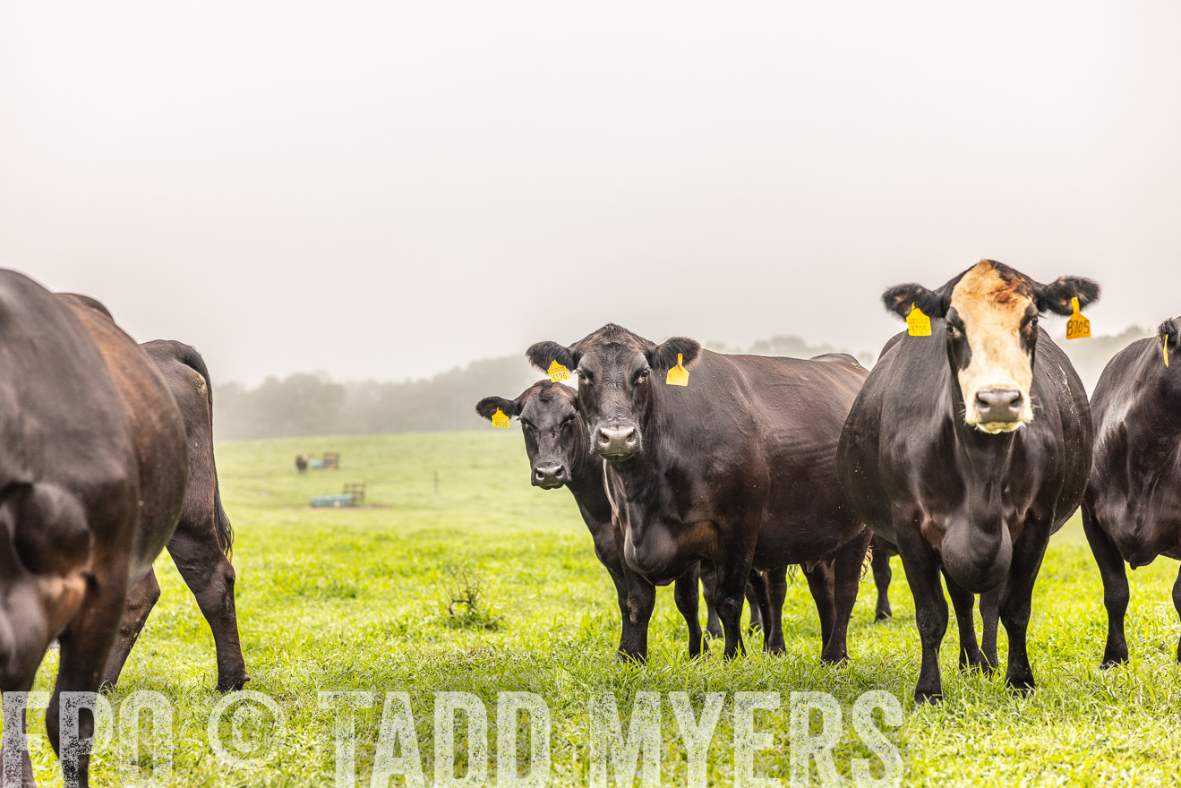 TMyers_PP_SleepyCreekFarm_Forsyth_July2024-515435