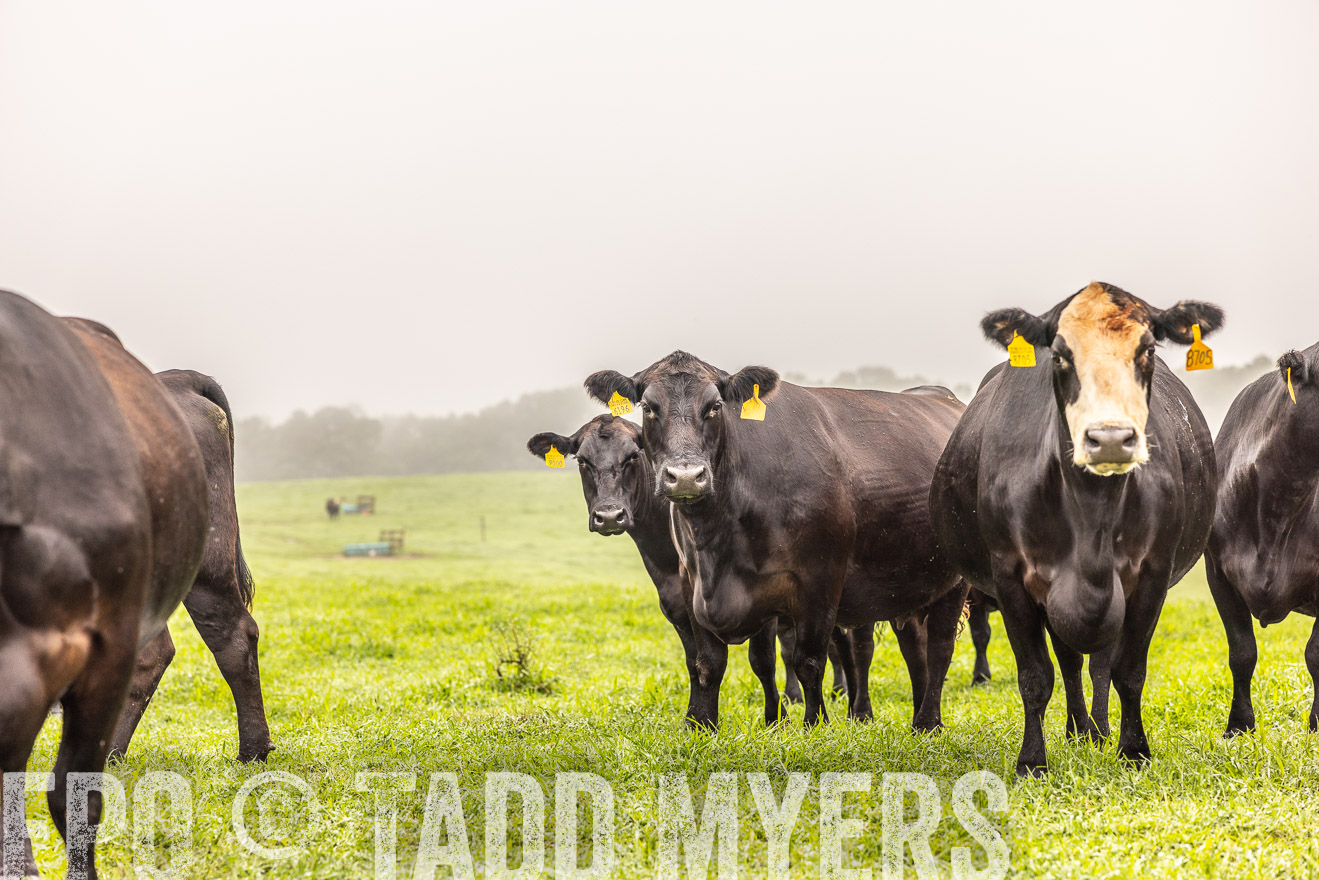 TMyers_PP_SleepyCreekFarm_Forsyth_July2024-515439