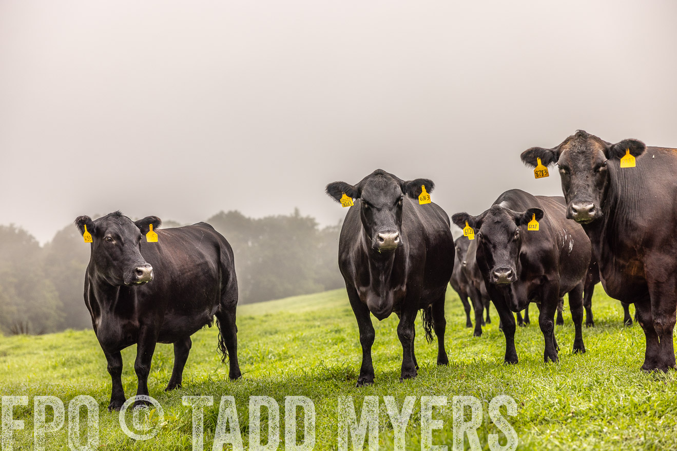 TMyers_PP_SleepyCreekFarm_Forsyth_July2024-515445