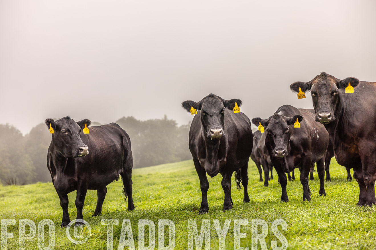 TMyers_PP_SleepyCreekFarm_Forsyth_July2024-515448