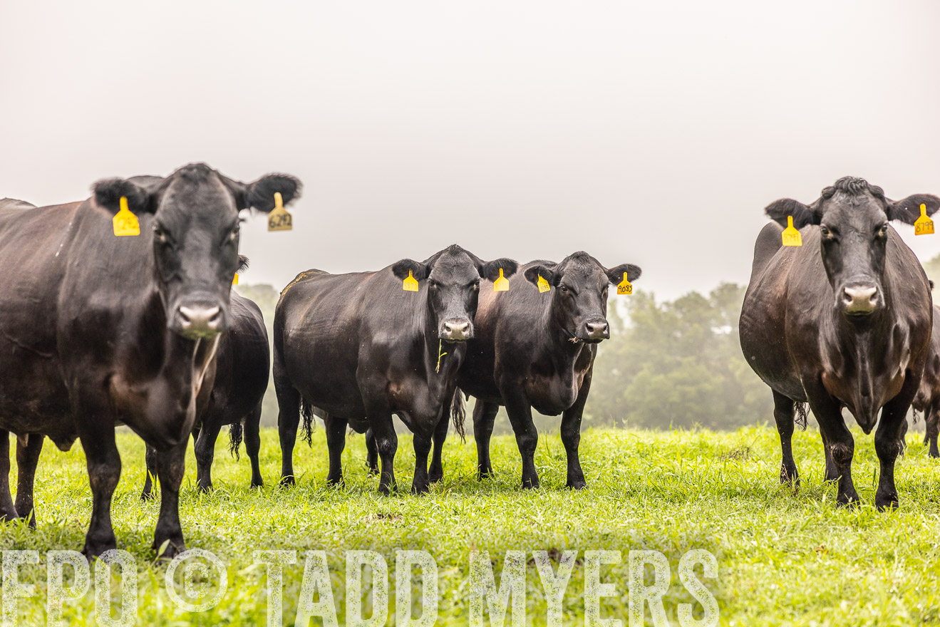 TMyers_PP_SleepyCreekFarm_Forsyth_July2024-515459