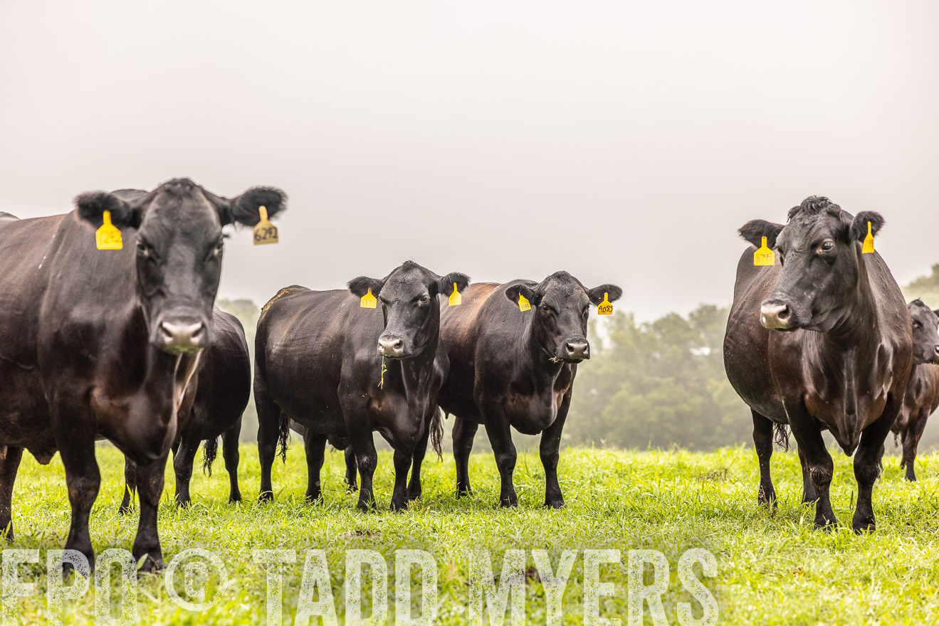TMyers_PP_SleepyCreekFarm_Forsyth_July2024-515467
