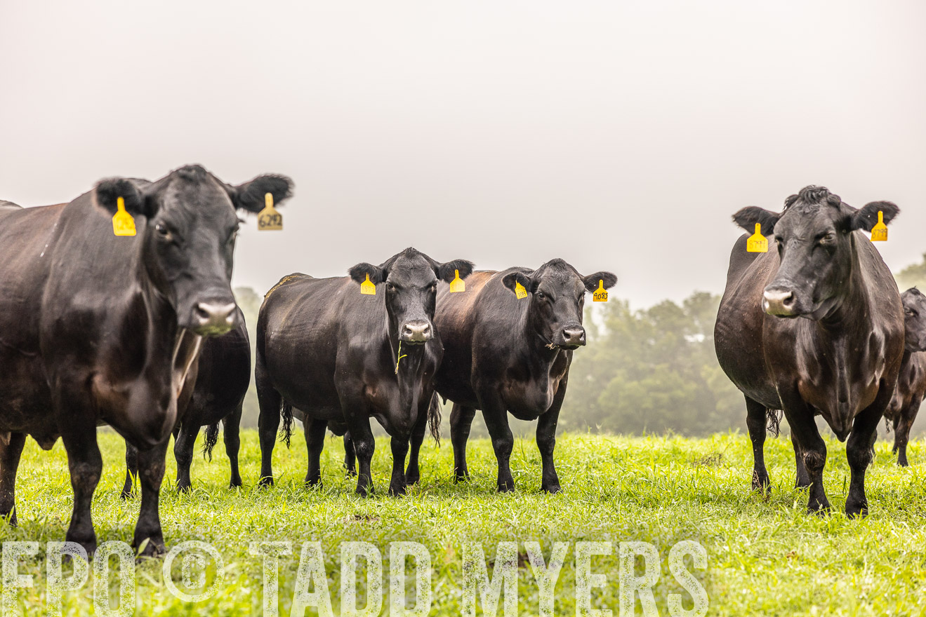 TMyers_PP_SleepyCreekFarm_Forsyth_July2024-515470