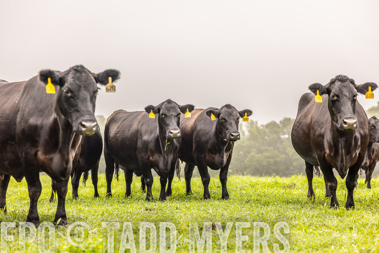 TMyers_PP_SleepyCreekFarm_Forsyth_July2024-515473