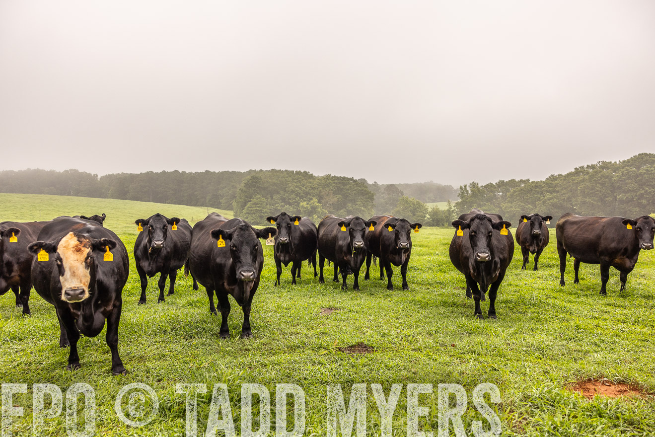 TMyers_PP_SleepyCreekFarm_Forsyth_July2024-515477