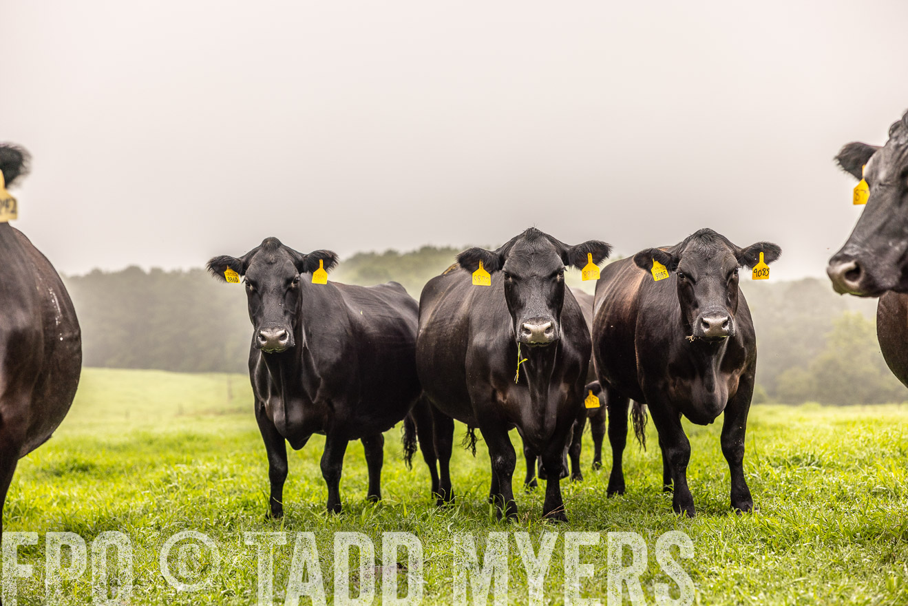 TMyers_PP_SleepyCreekFarm_Forsyth_July2024-515480