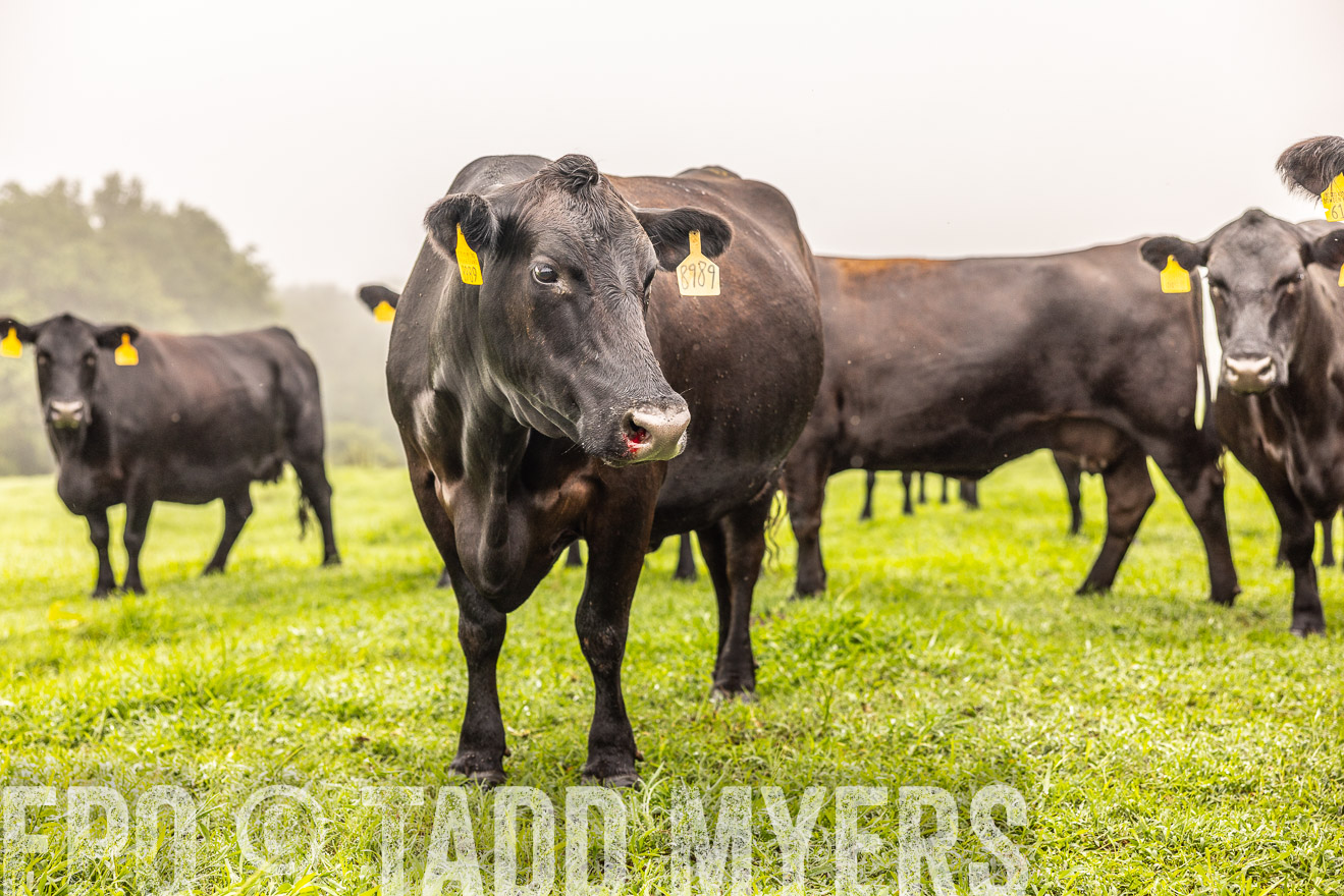 TMyers_PP_SleepyCreekFarm_Forsyth_July2024-515500