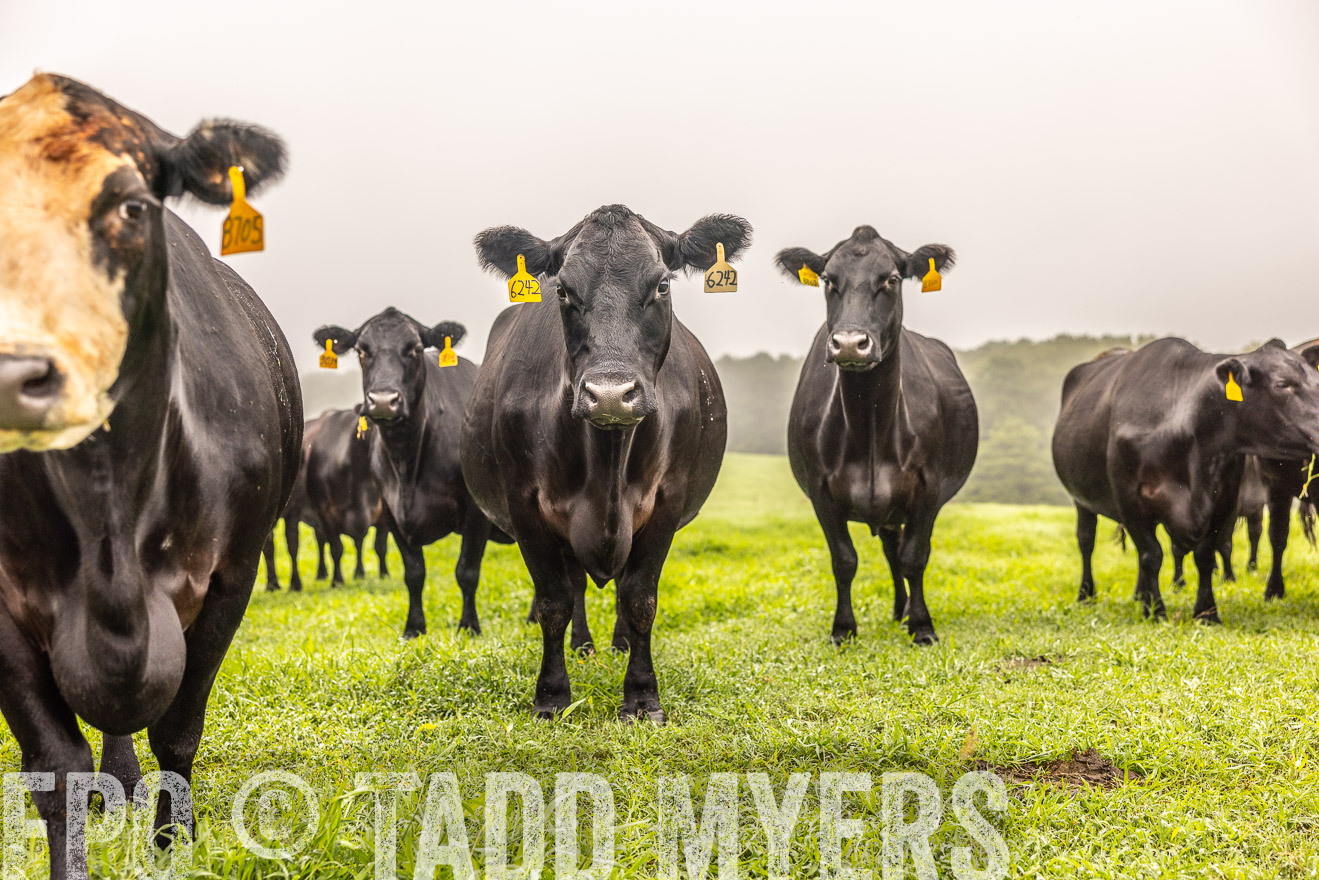 TMyers_PP_SleepyCreekFarm_Forsyth_July2024-515509