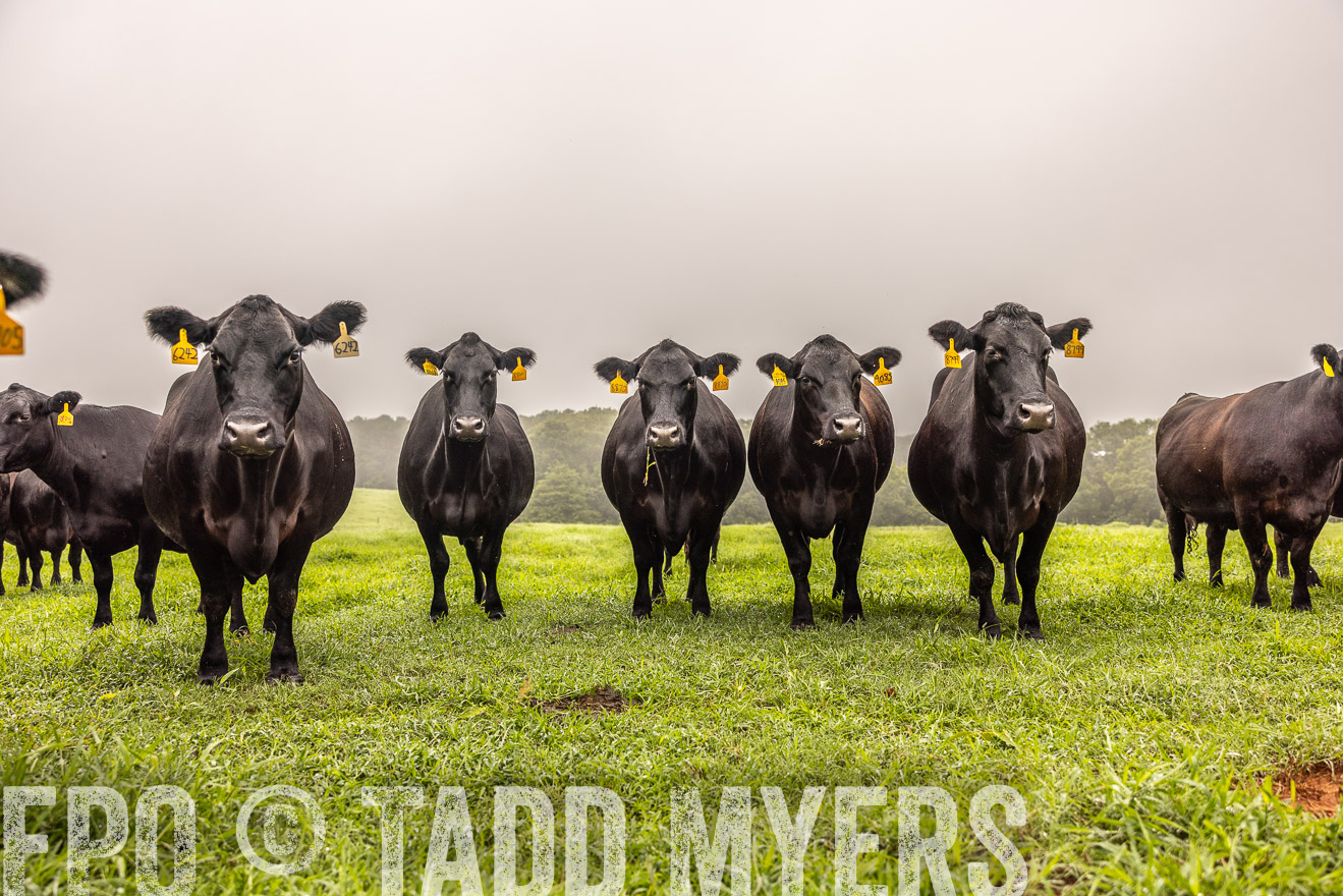 TMyers_PP_SleepyCreekFarm_Forsyth_July2024-515526