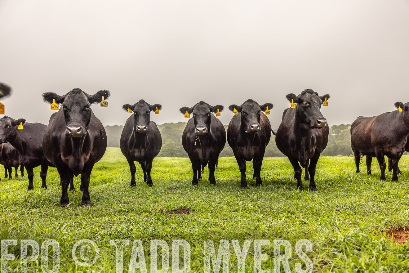 TMyers_PP_SleepyCreekFarm_Forsyth_July2024-515529
