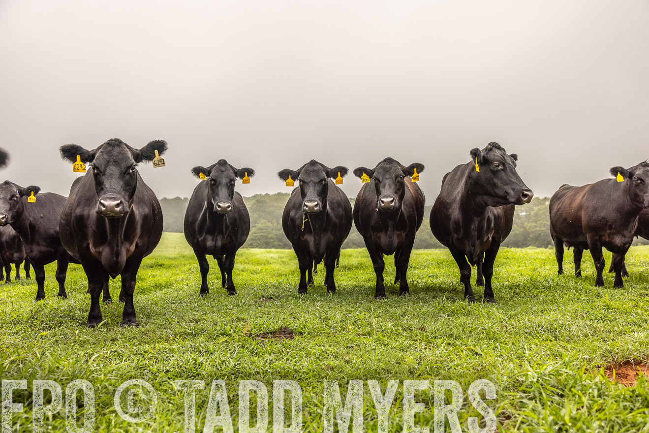 TMyers_PP_SleepyCreekFarm_Forsyth_July2024-515531