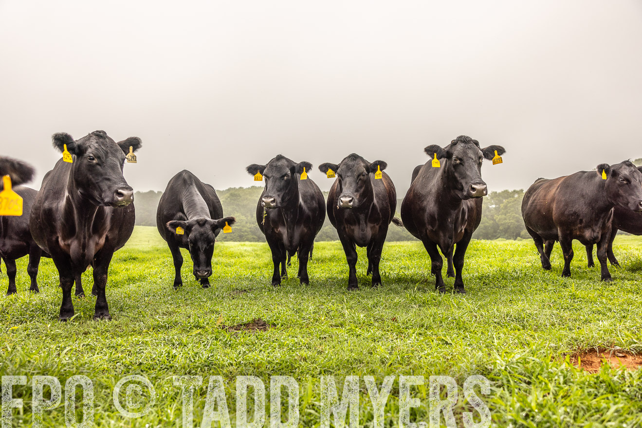 TMyers_PP_SleepyCreekFarm_Forsyth_July2024-515535