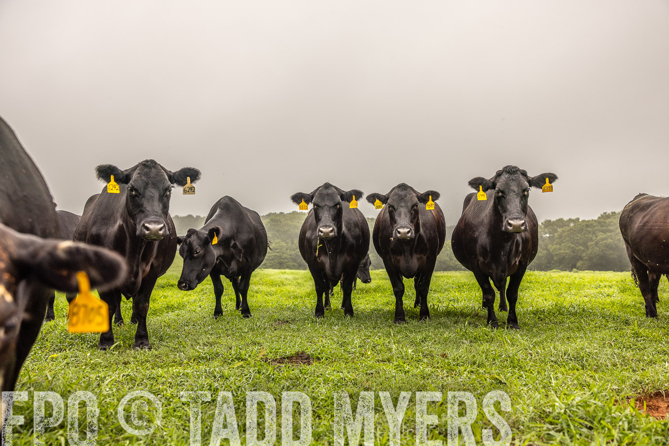 TMyers_PP_SleepyCreekFarm_Forsyth_July2024-515539
