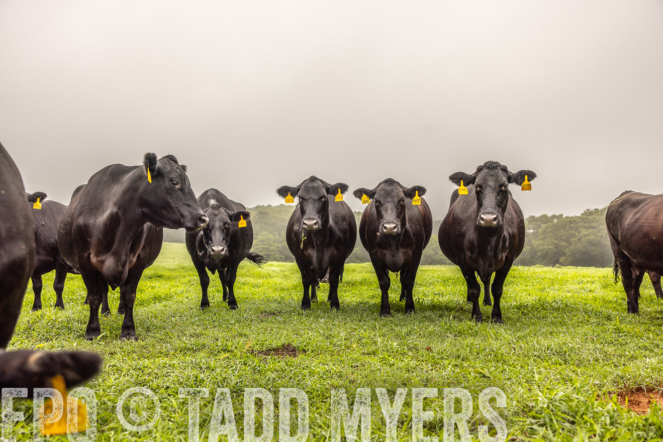 TMyers_PP_SleepyCreekFarm_Forsyth_July2024-515547