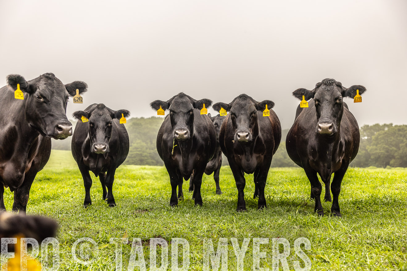 TMyers_PP_SleepyCreekFarm_Forsyth_July2024-515551