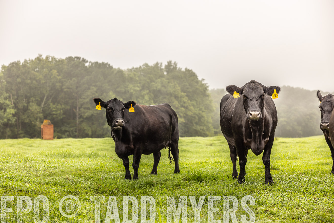 TMyers_PP_SleepyCreekFarm_Forsyth_July2024-515565