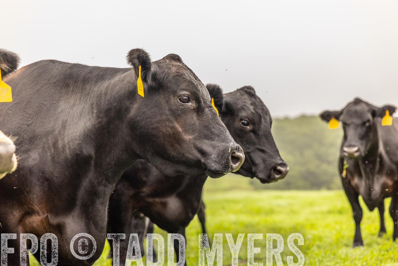 TMyers_PP_SleepyCreekFarm_Forsyth_July2024-515606