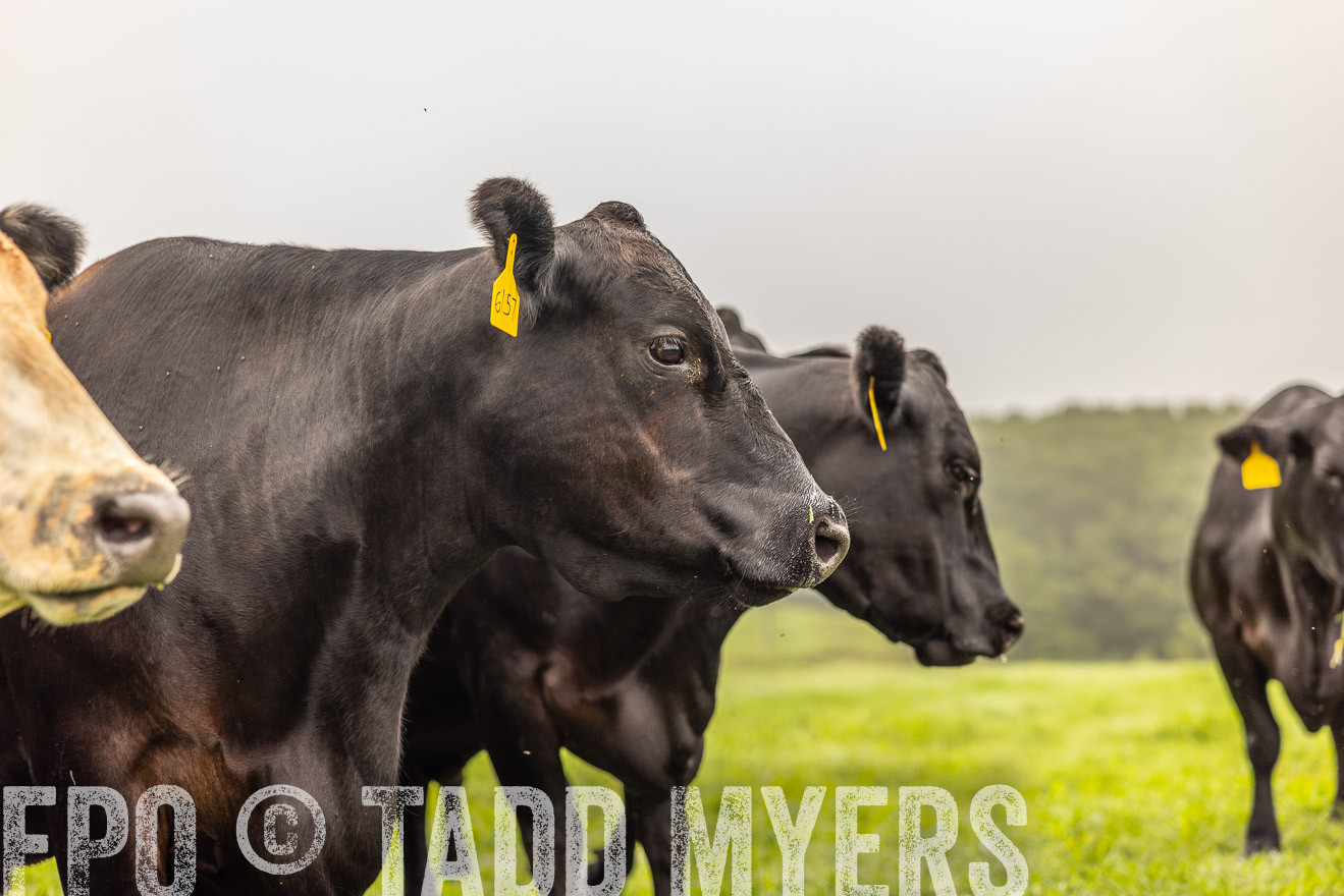TMyers_PP_SleepyCreekFarm_Forsyth_July2024-515612