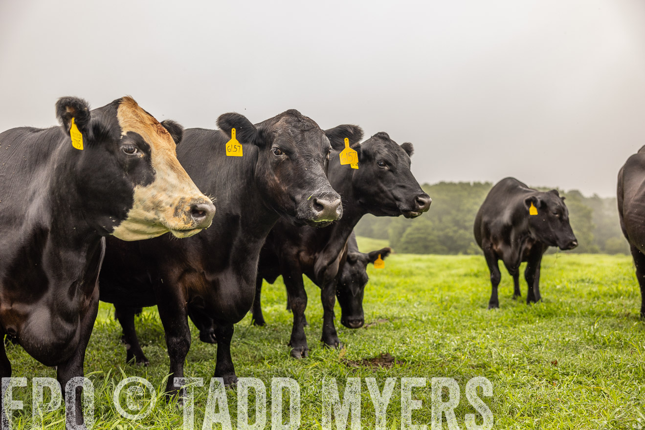 TMyers_PP_SleepyCreekFarm_Forsyth_July2024-515618