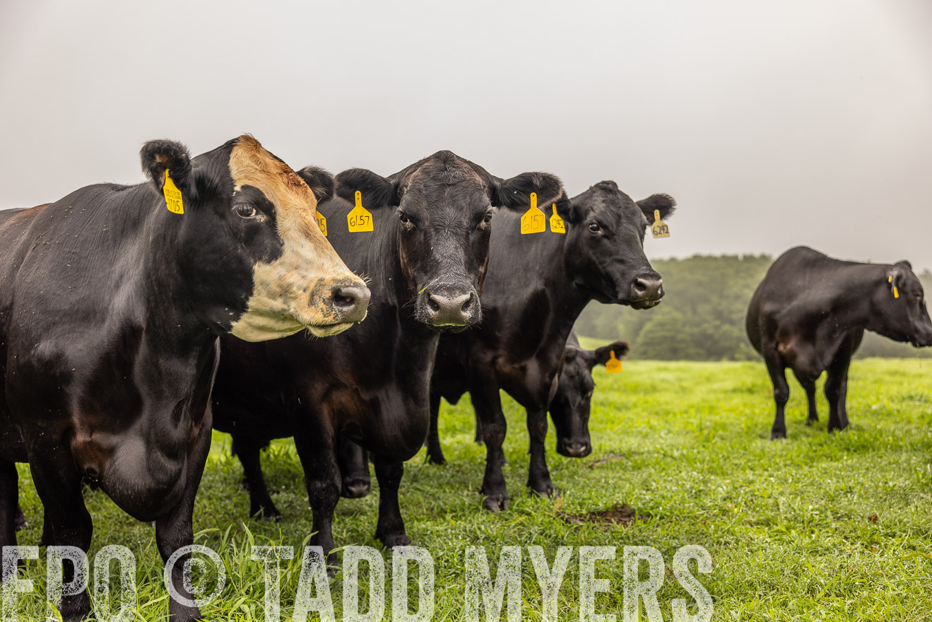 TMyers_PP_SleepyCreekFarm_Forsyth_July2024-515621