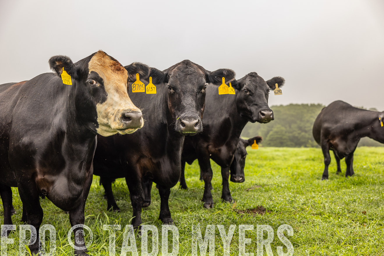TMyers_PP_SleepyCreekFarm_Forsyth_July2024-515627