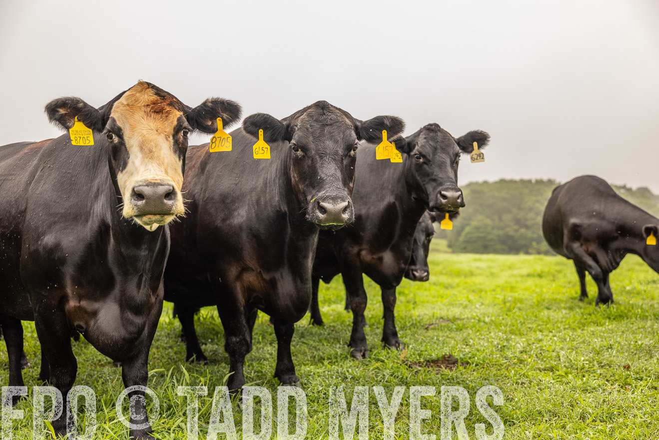 TMyers_PP_SleepyCreekFarm_Forsyth_July2024-515635