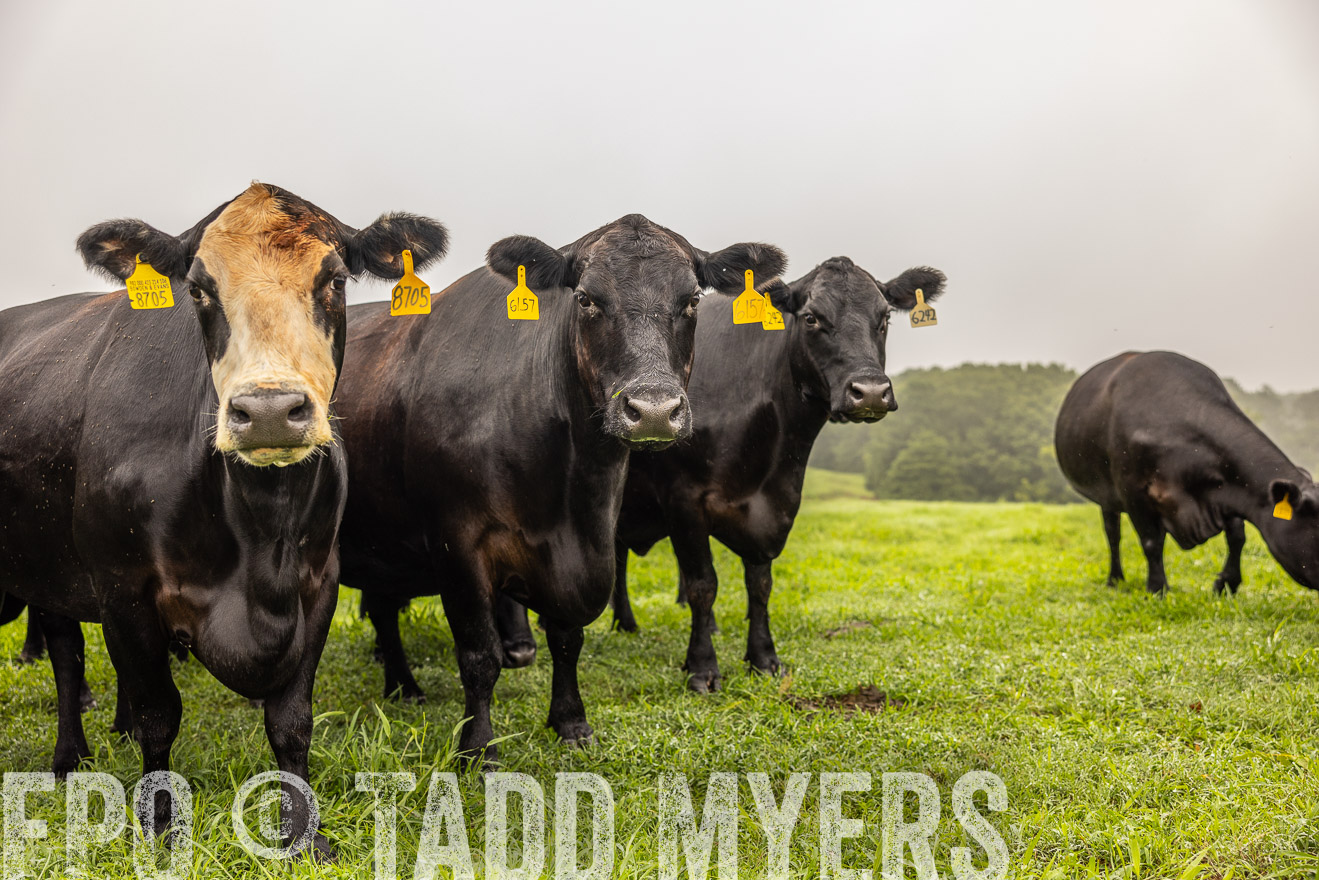 TMyers_PP_SleepyCreekFarm_Forsyth_July2024-515647