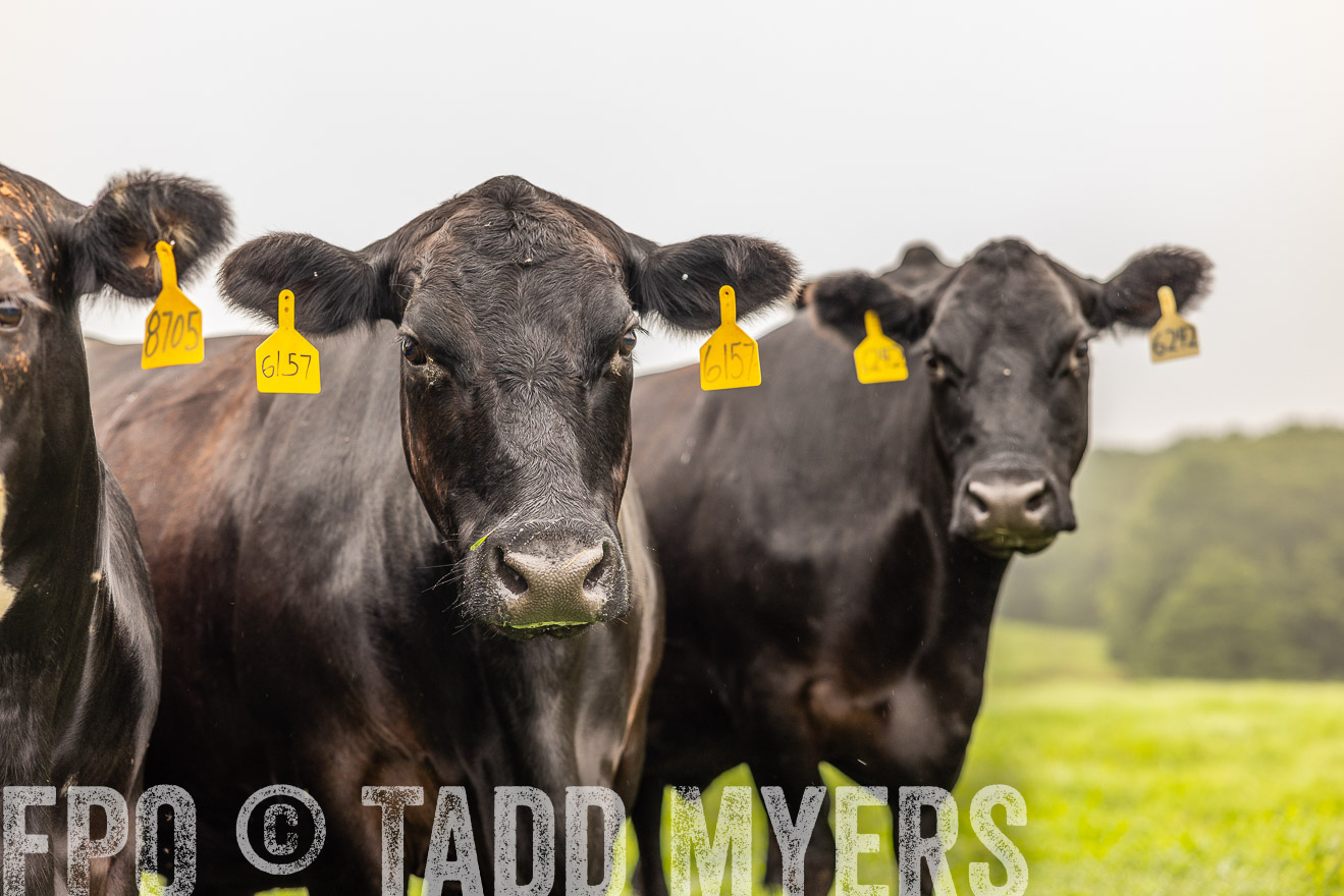 TMyers_PP_SleepyCreekFarm_Forsyth_July2024-515663