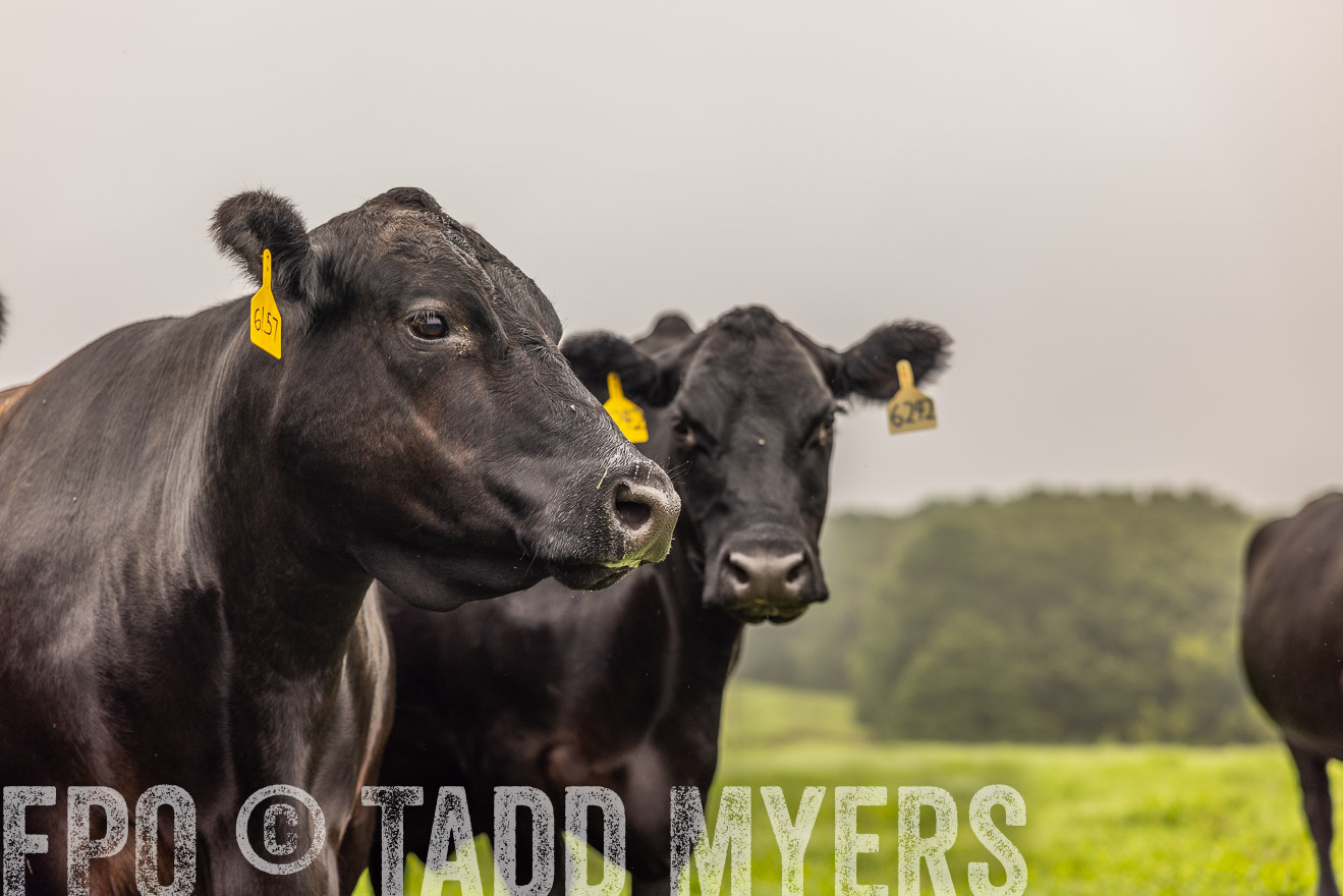 TMyers_PP_SleepyCreekFarm_Forsyth_July2024-515687