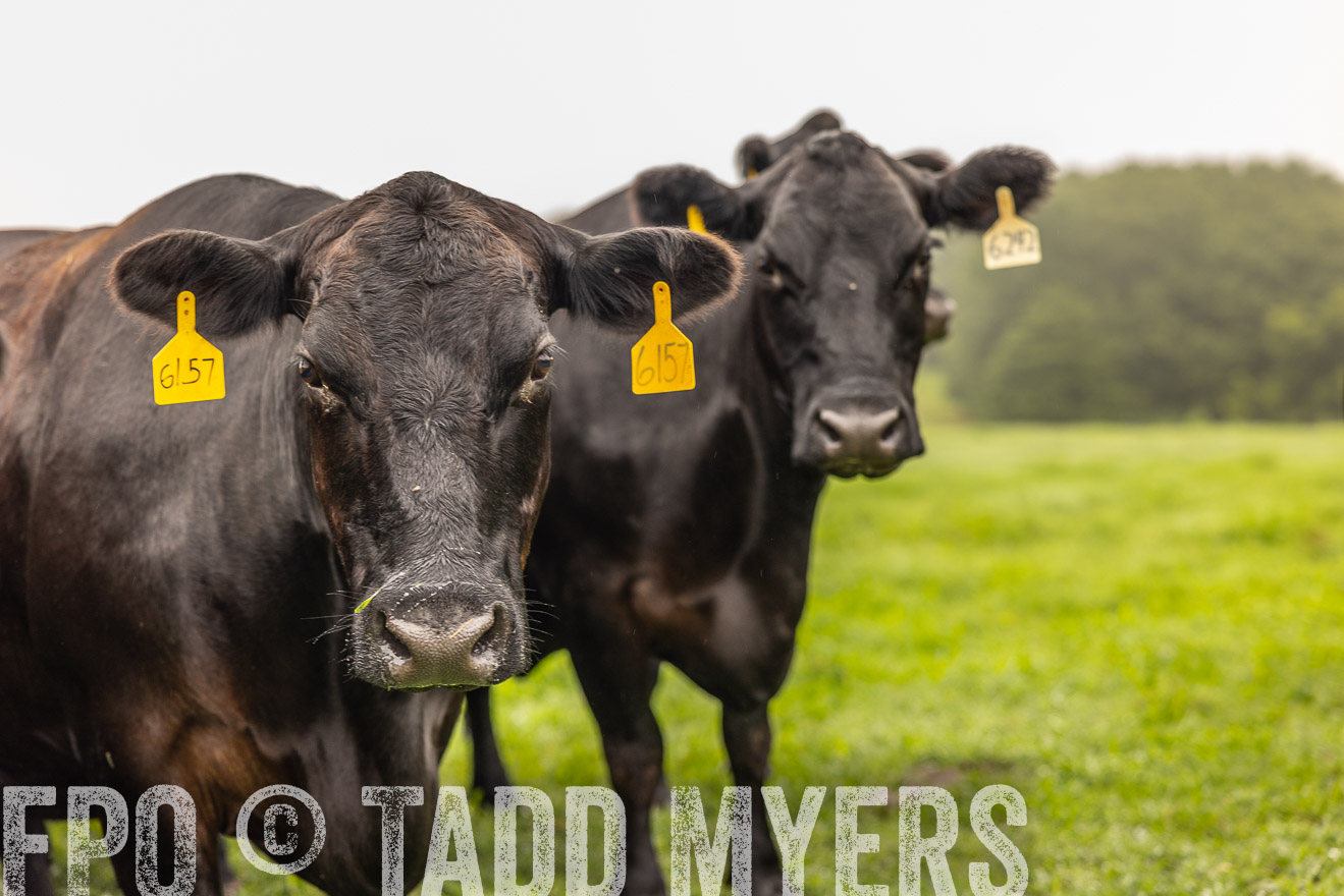 TMyers_PP_SleepyCreekFarm_Forsyth_July2024-515694