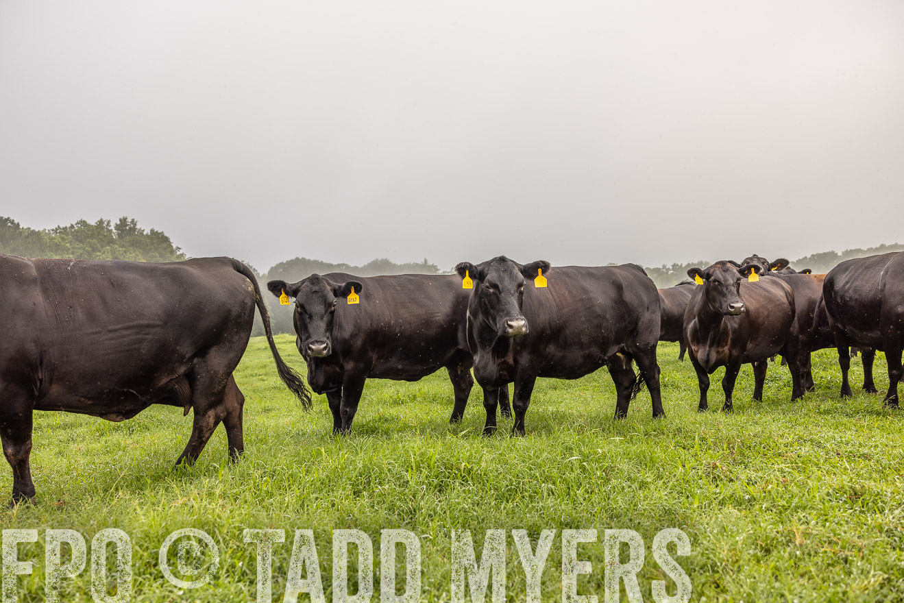 TMyers_PP_SleepyCreekFarm_Forsyth_July2024-515728