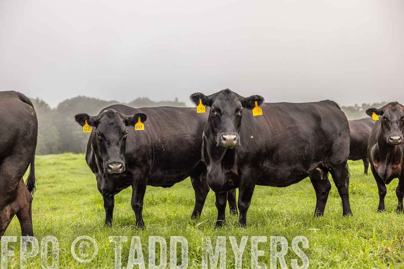TMyers_PP_SleepyCreekFarm_Forsyth_July2024-515736
