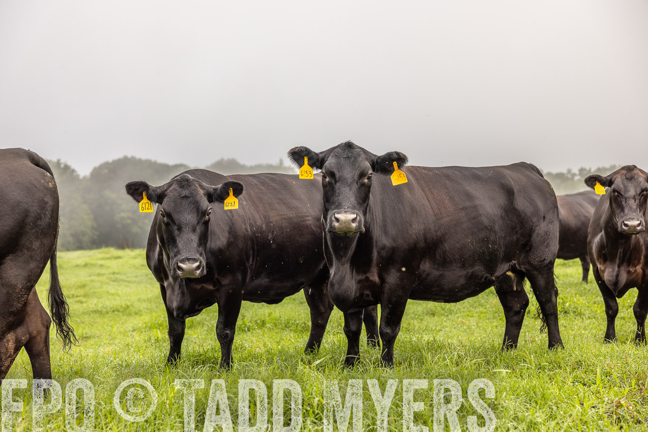TMyers_PP_SleepyCreekFarm_Forsyth_July2024-515739